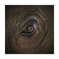 Трговска марка ликовна уметност „слон око“ платно уметност од Кристин Саин-лауд