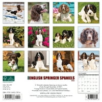 Willow Creek Press Just English Springer Spaniels wallиден календар